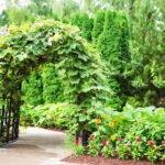 Pergola w ogrodzie